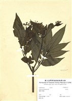 藏品(有骨消)的圖片